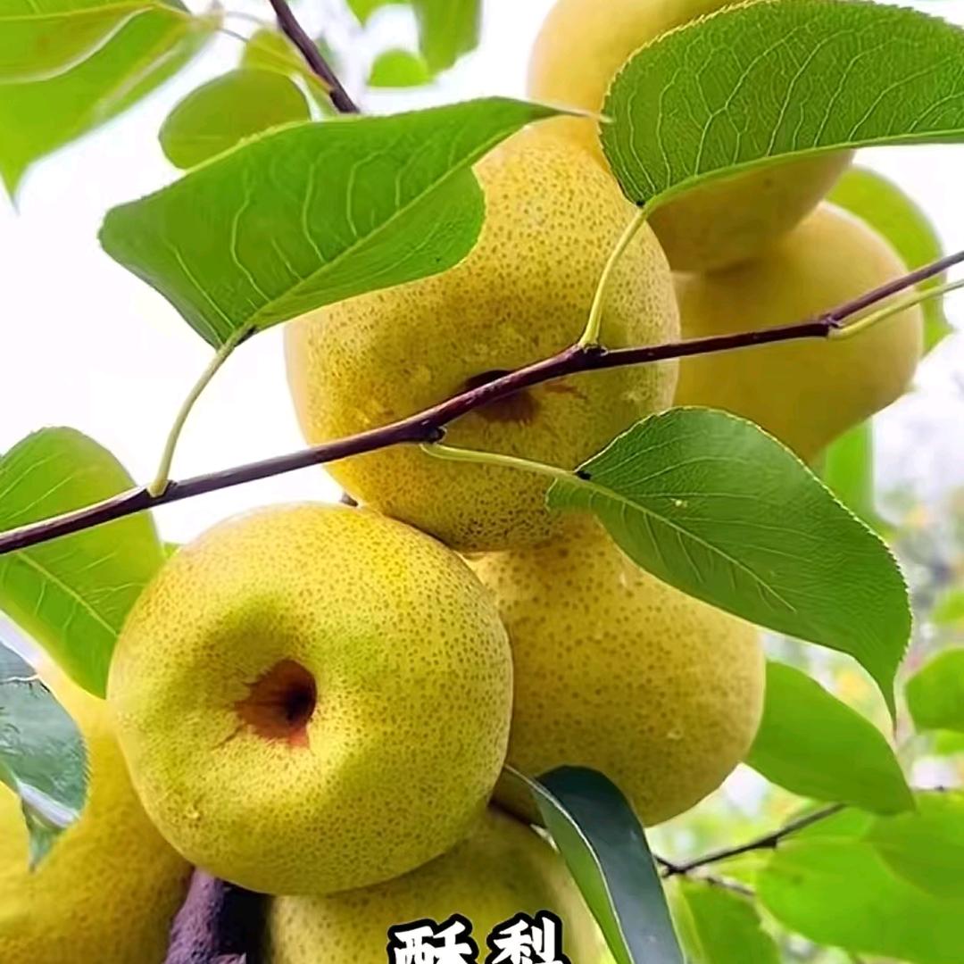 梨梨直达.