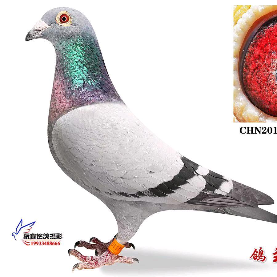 小刘赛鸽传媒