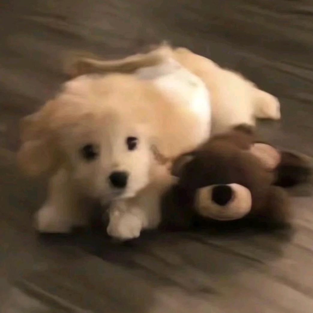 💤