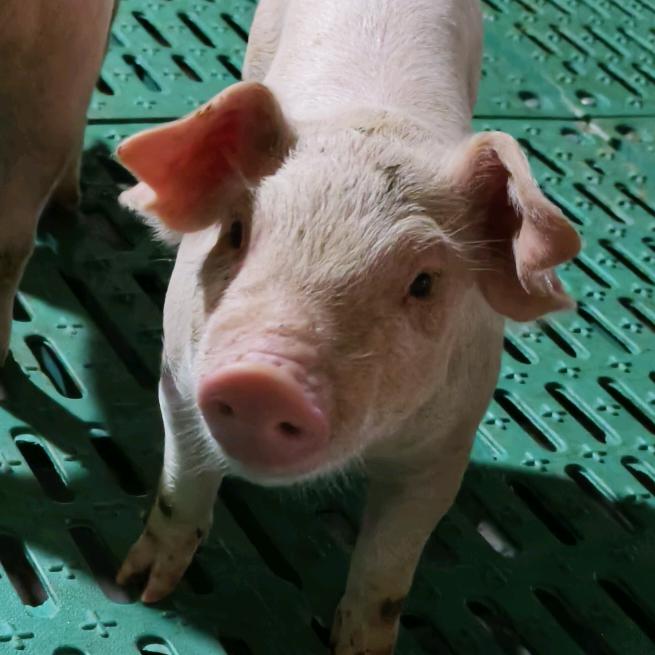 90后养猪🐷小姐姐