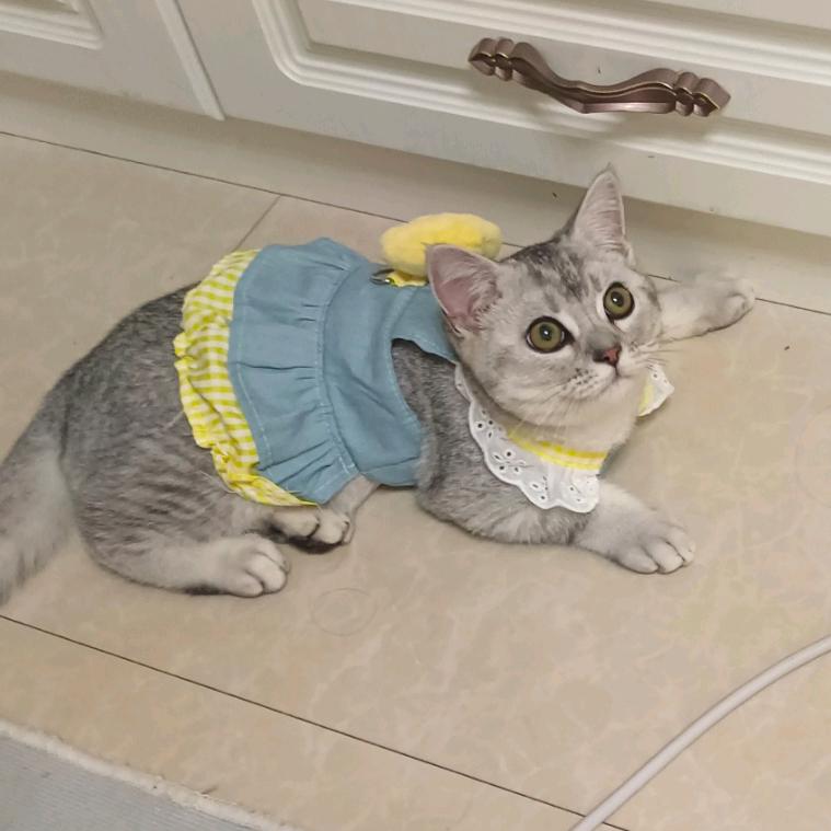 家有肥猫叫果果