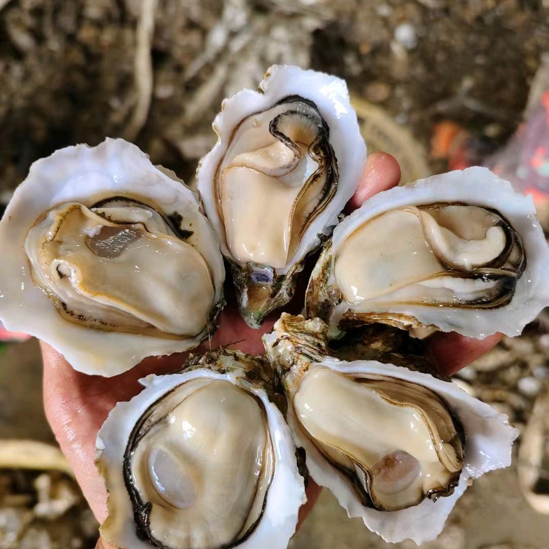 陳師傅（一元生蚝）