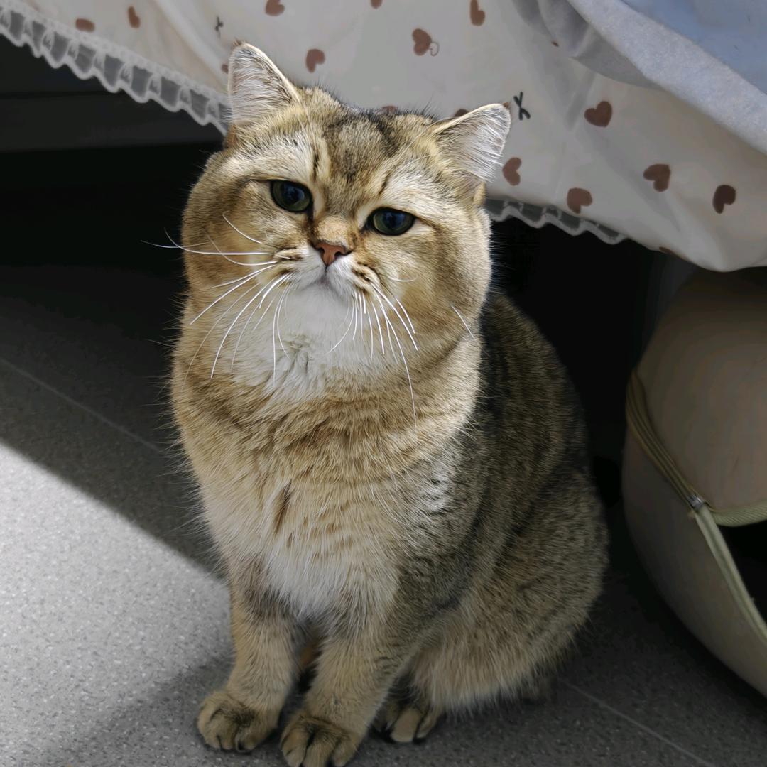 小🐱喵喵喵🐾