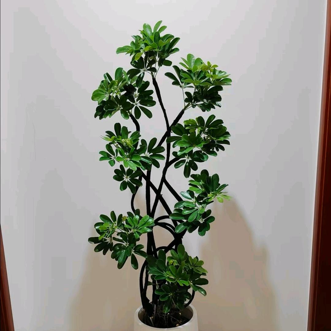 玥卉园艺，赵女士（网红绿植基地）