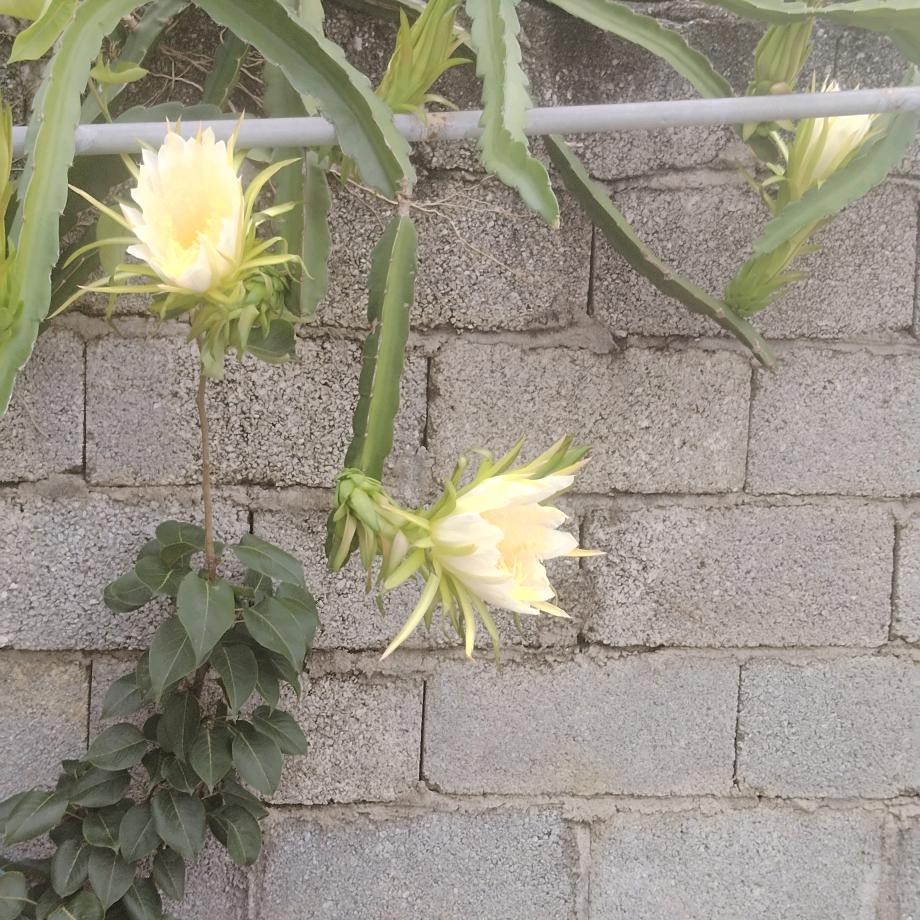 风平浪静笑看花开