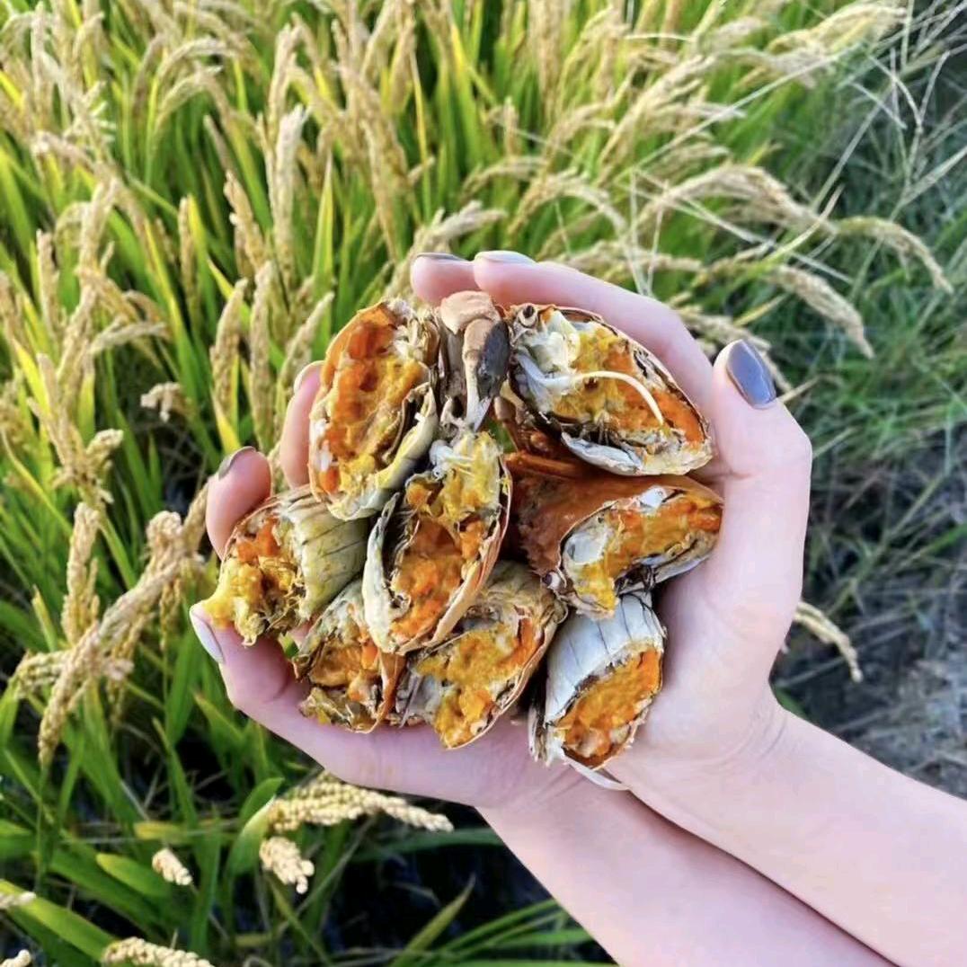 小菊河蟹