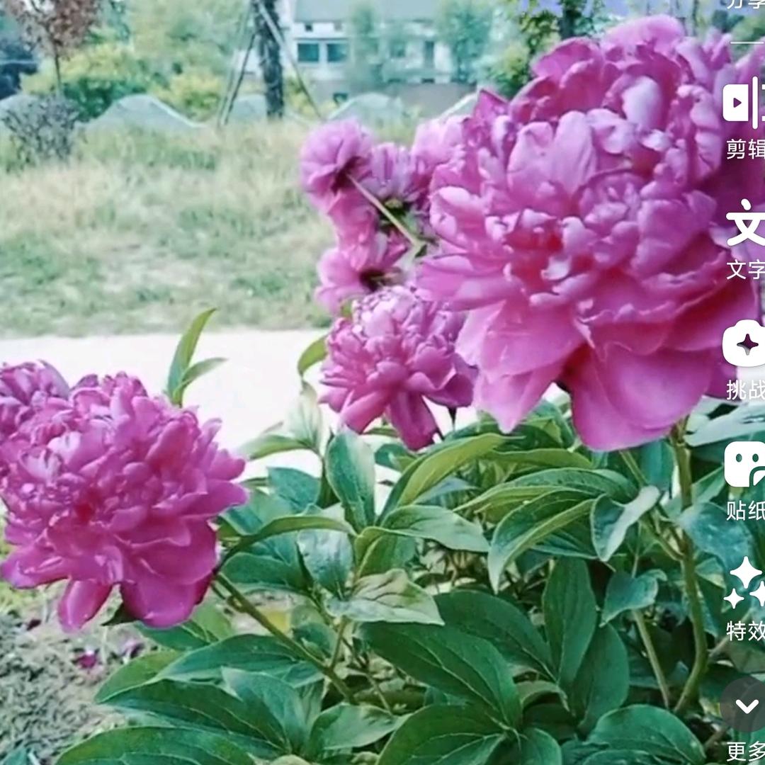 燕子