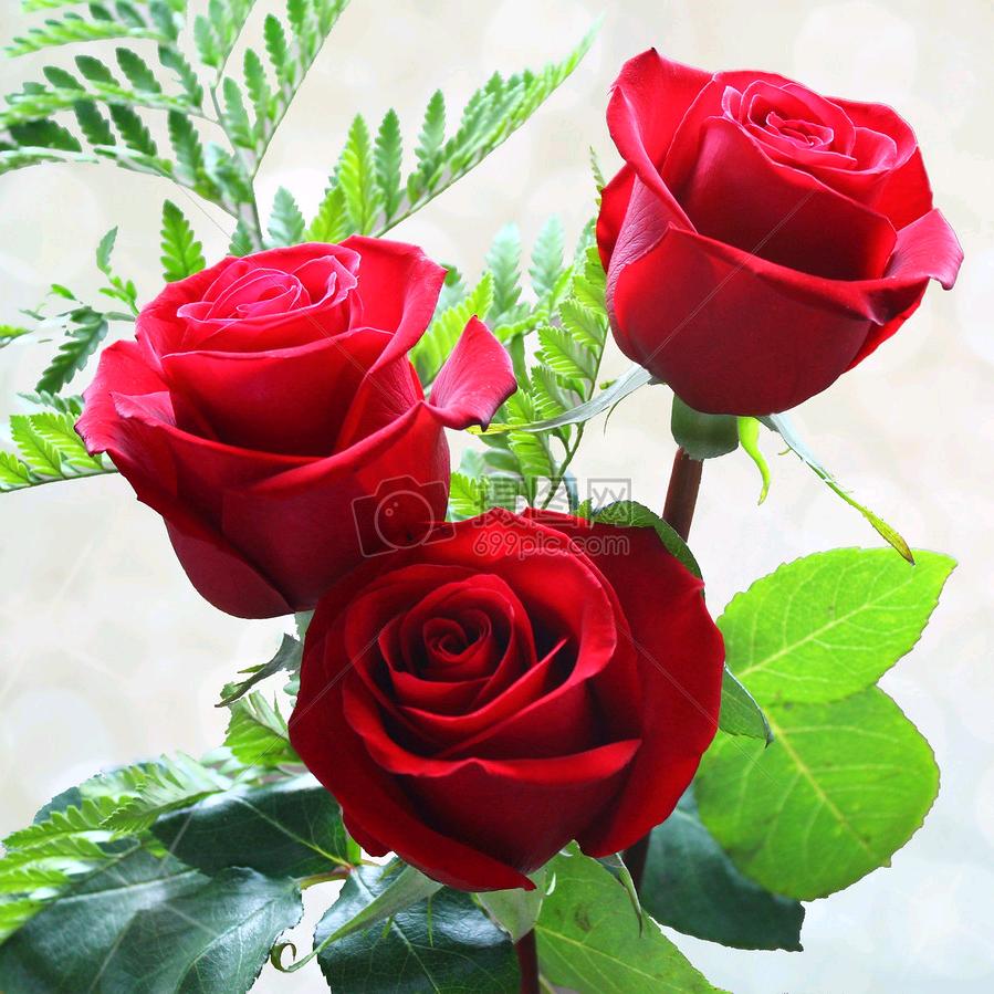 💝玫瑰温柔🌹🌹拒绝私聊