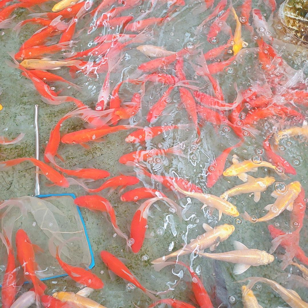 赵