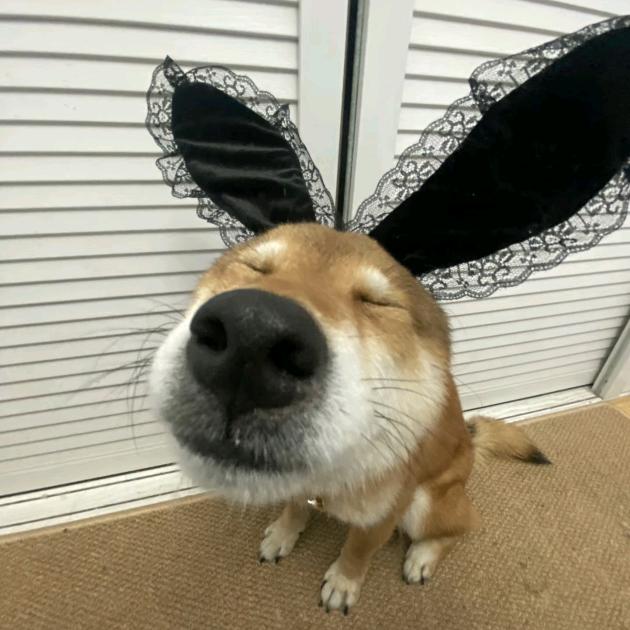 柚子ʕ ᵔᴥᵔ ʔ