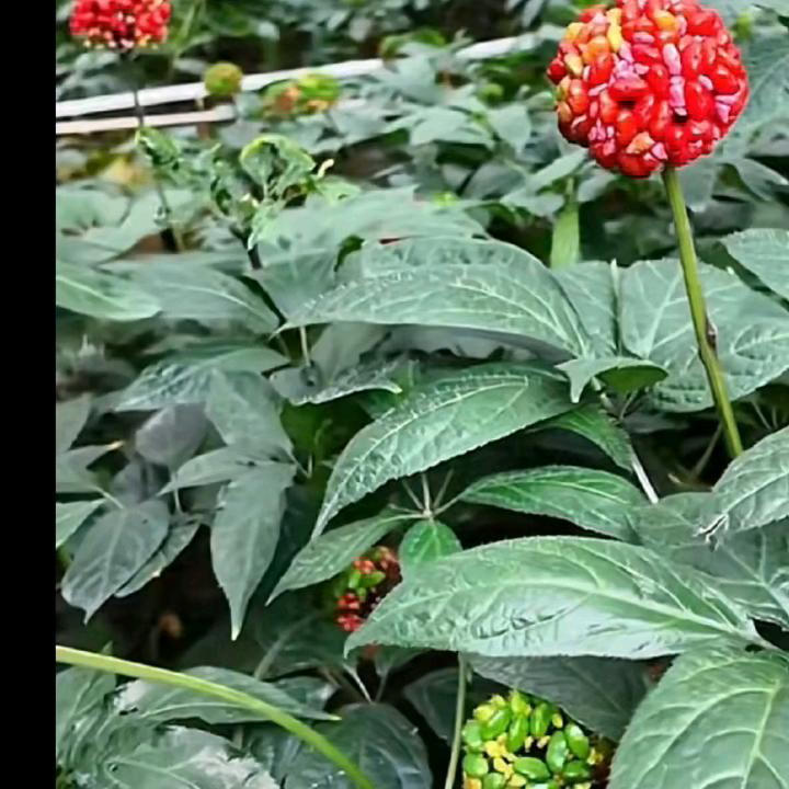 一切顺利