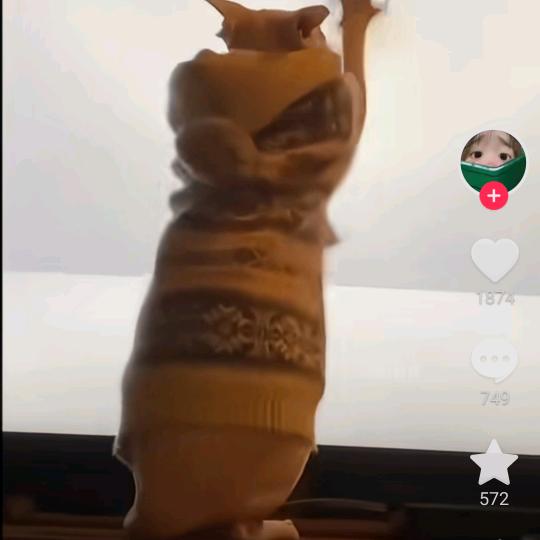 杨三妹
