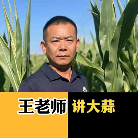 大蒜种植王老师