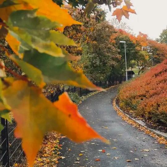 枫红