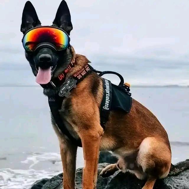马犬  大圣