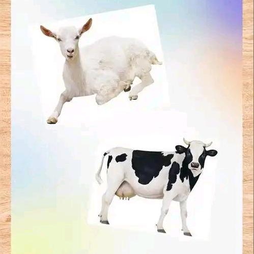 威海新鲜牛奶羊奶