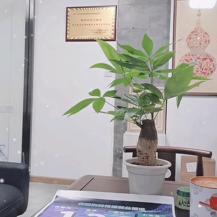 刘老师就业规划--学历提升