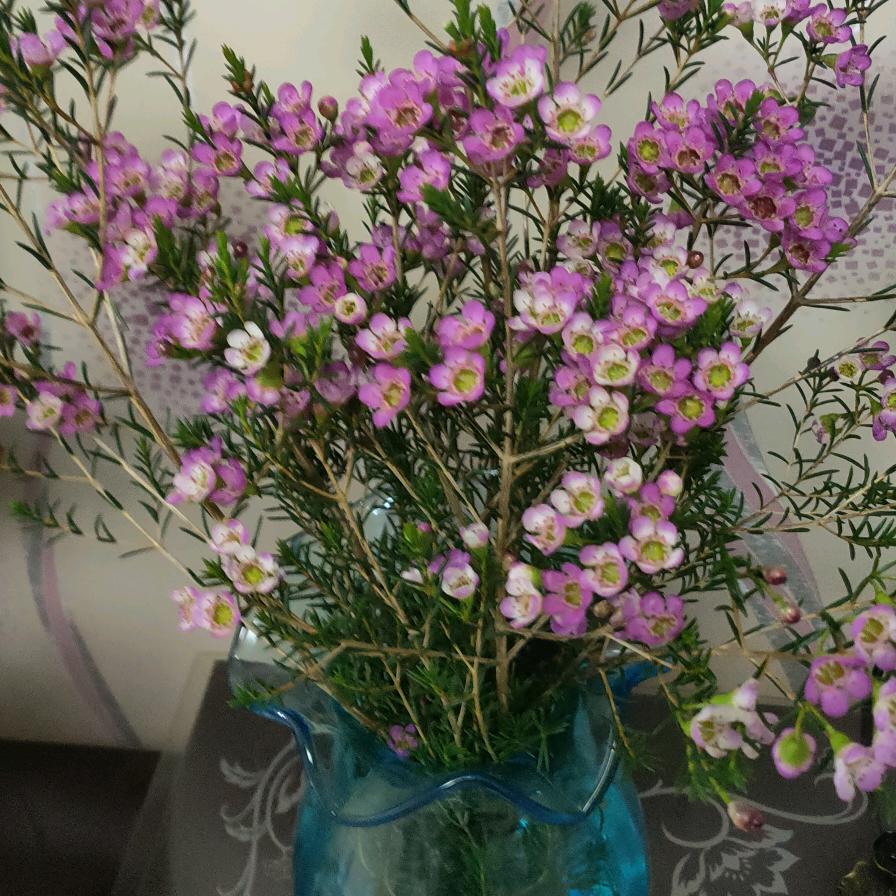 博华专升本Miss Wang