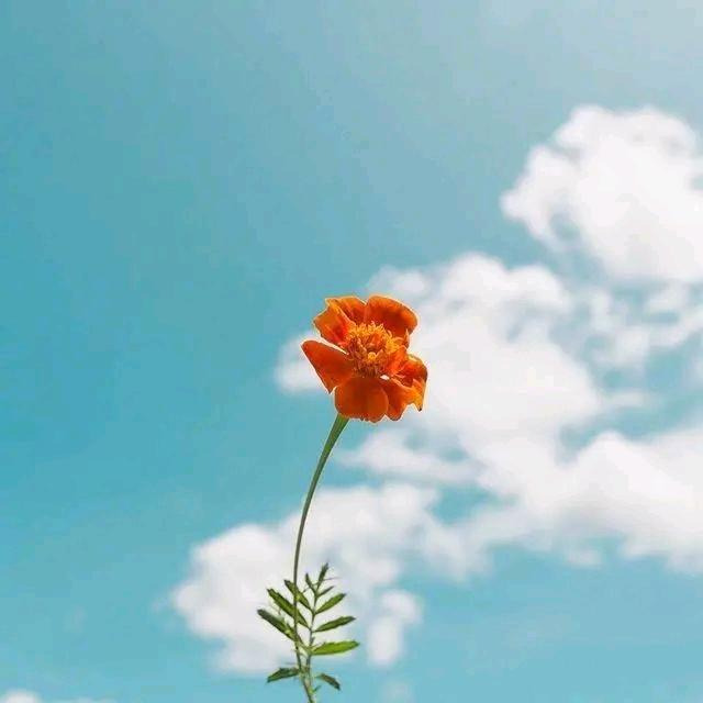 @Fai