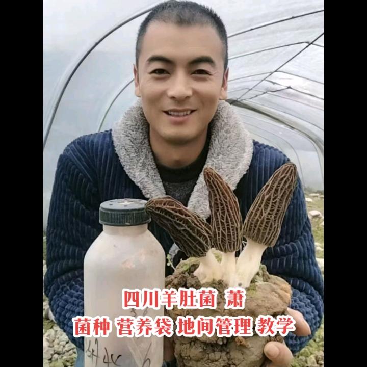 四川羊肚菌（萧）菌种厂家