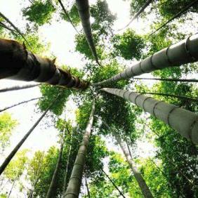 照片都是骗人的