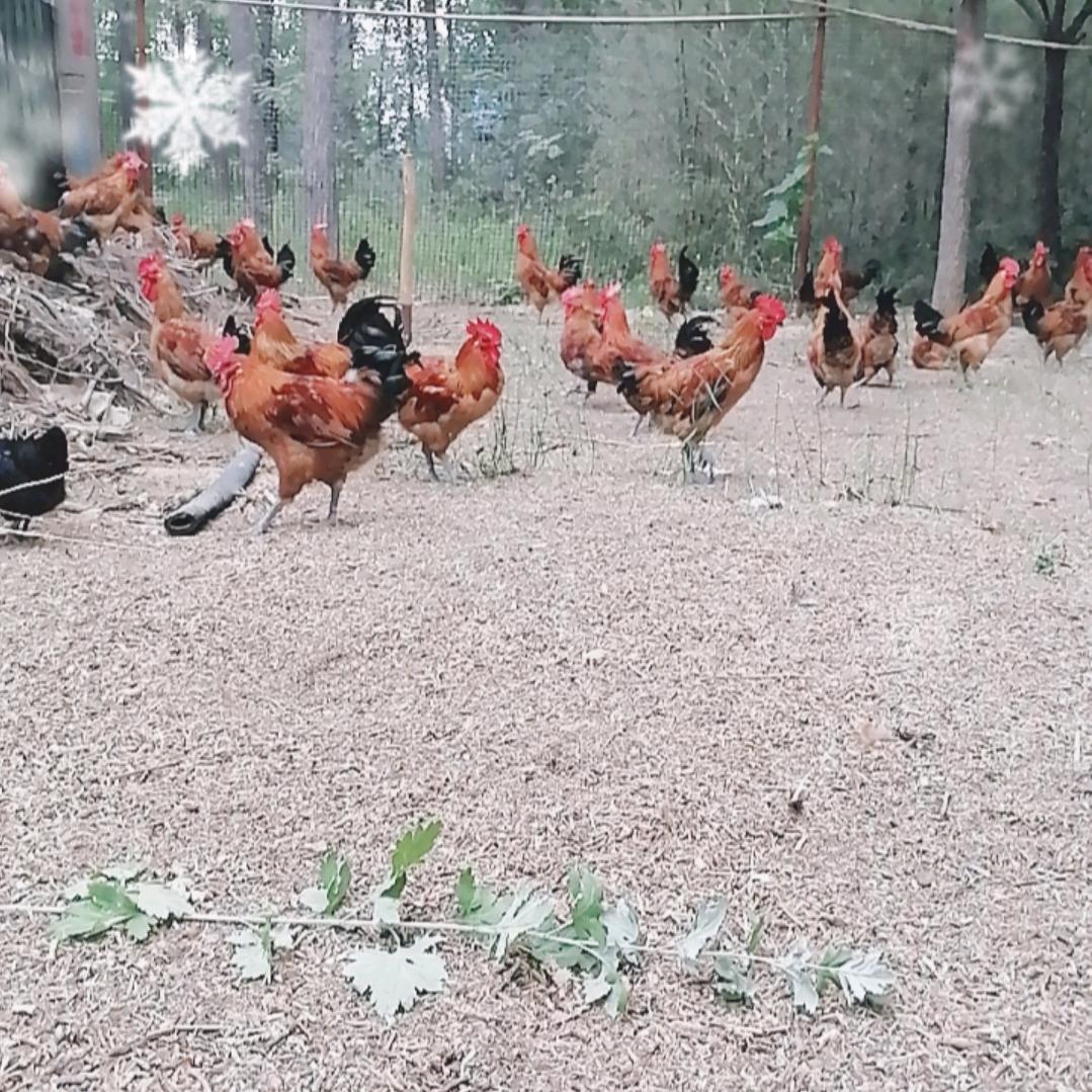 停埠散养草公鸡