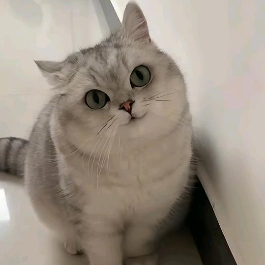 小胡