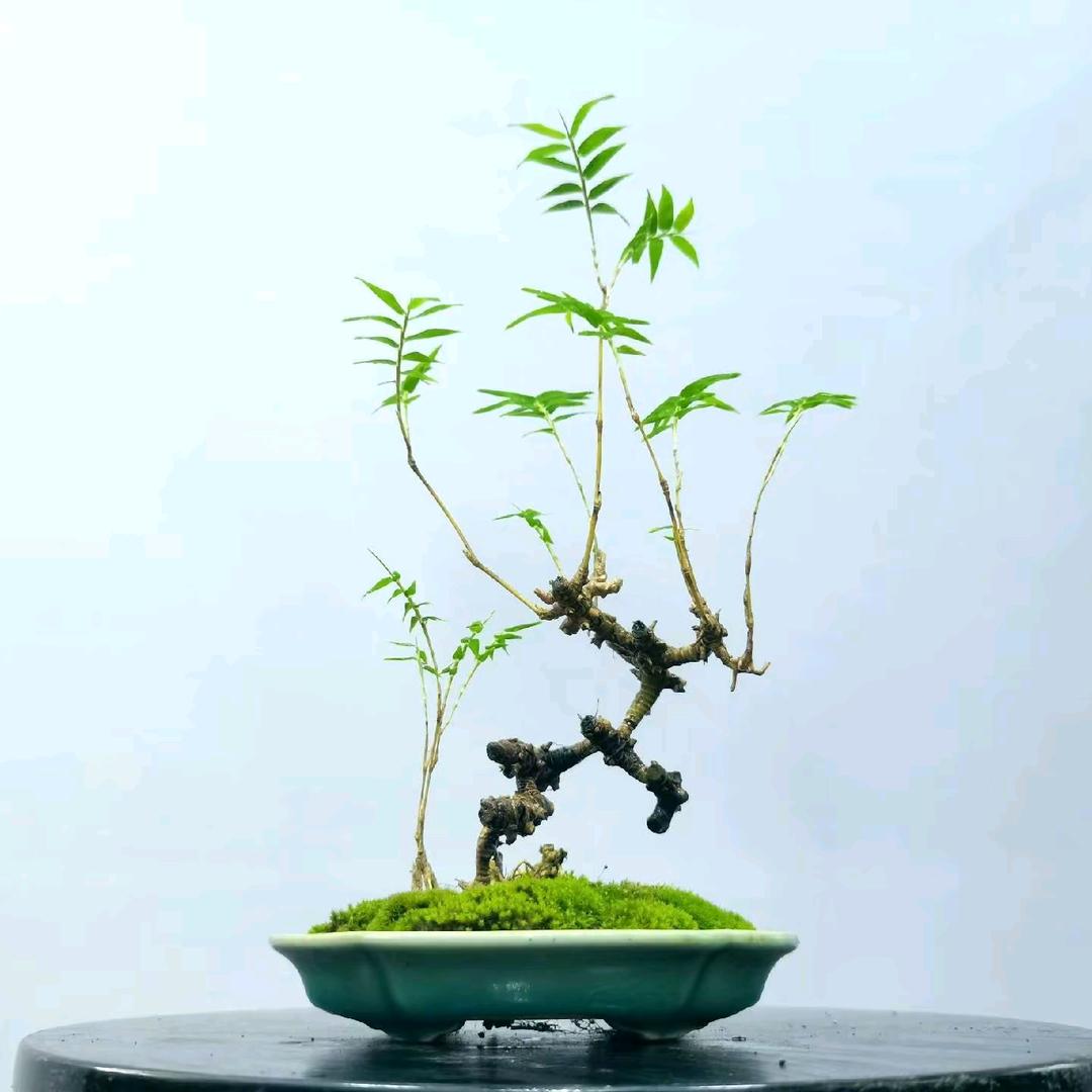 竹修堂