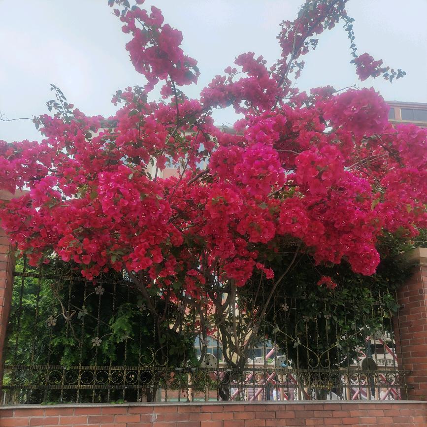 阿生，重庆，梁平人，七五年的六月十二，属