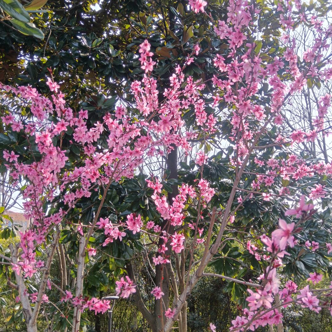一场云烟