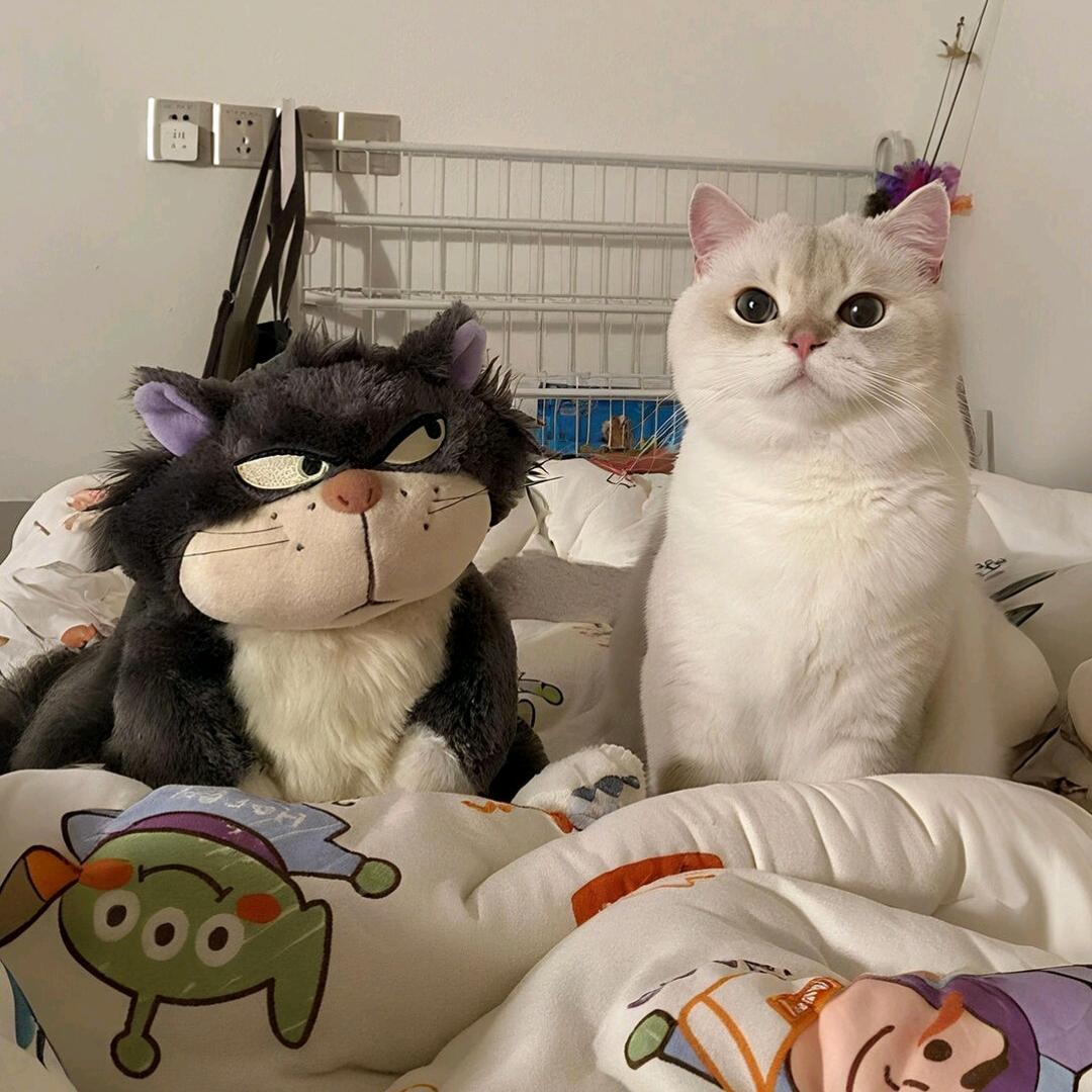 贪吃猫🐱
