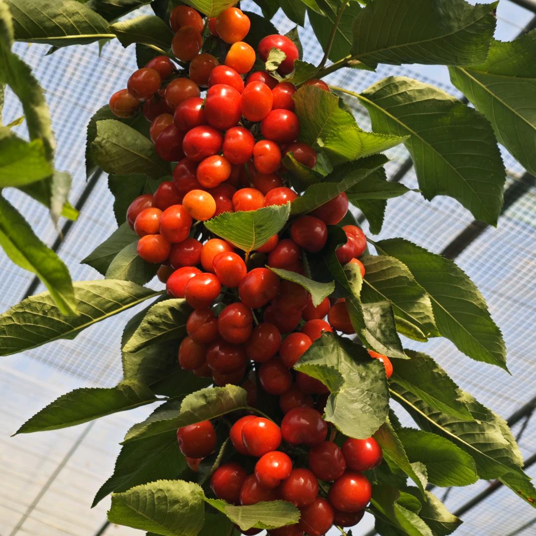 樱桃！踏雪赏梅生态农业