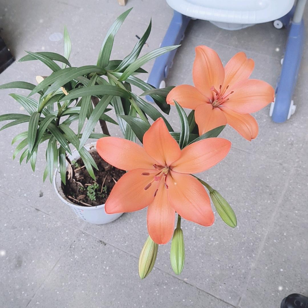 瑞贝尔好物