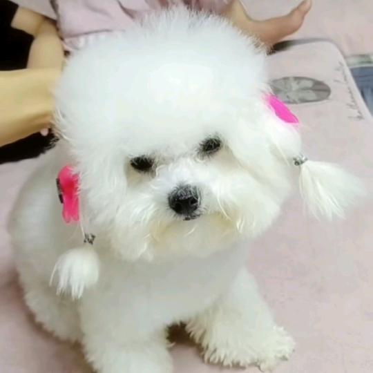 臭宝