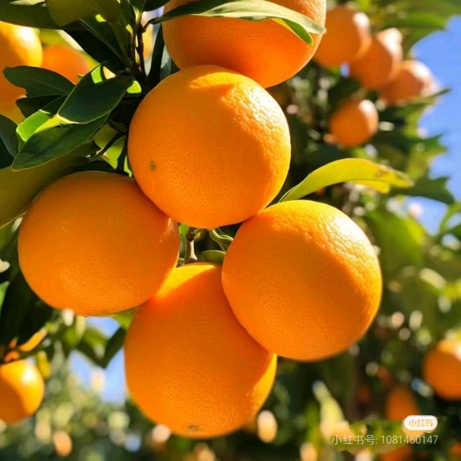 小卜说柑橘