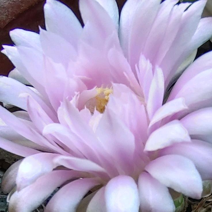 太阳花🌞🌸🍀