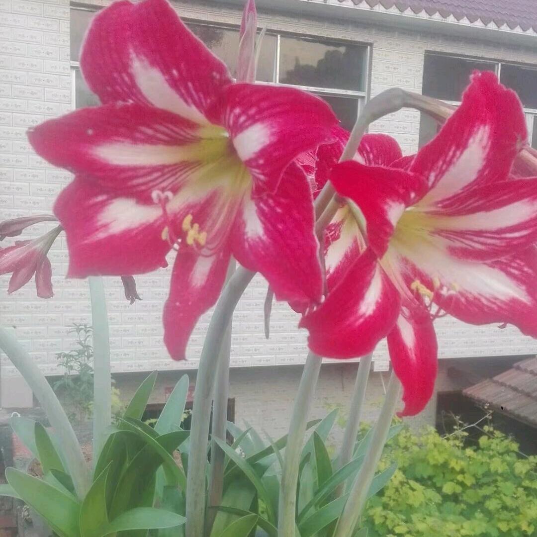 玫瑰带刺🌹❤️🌸