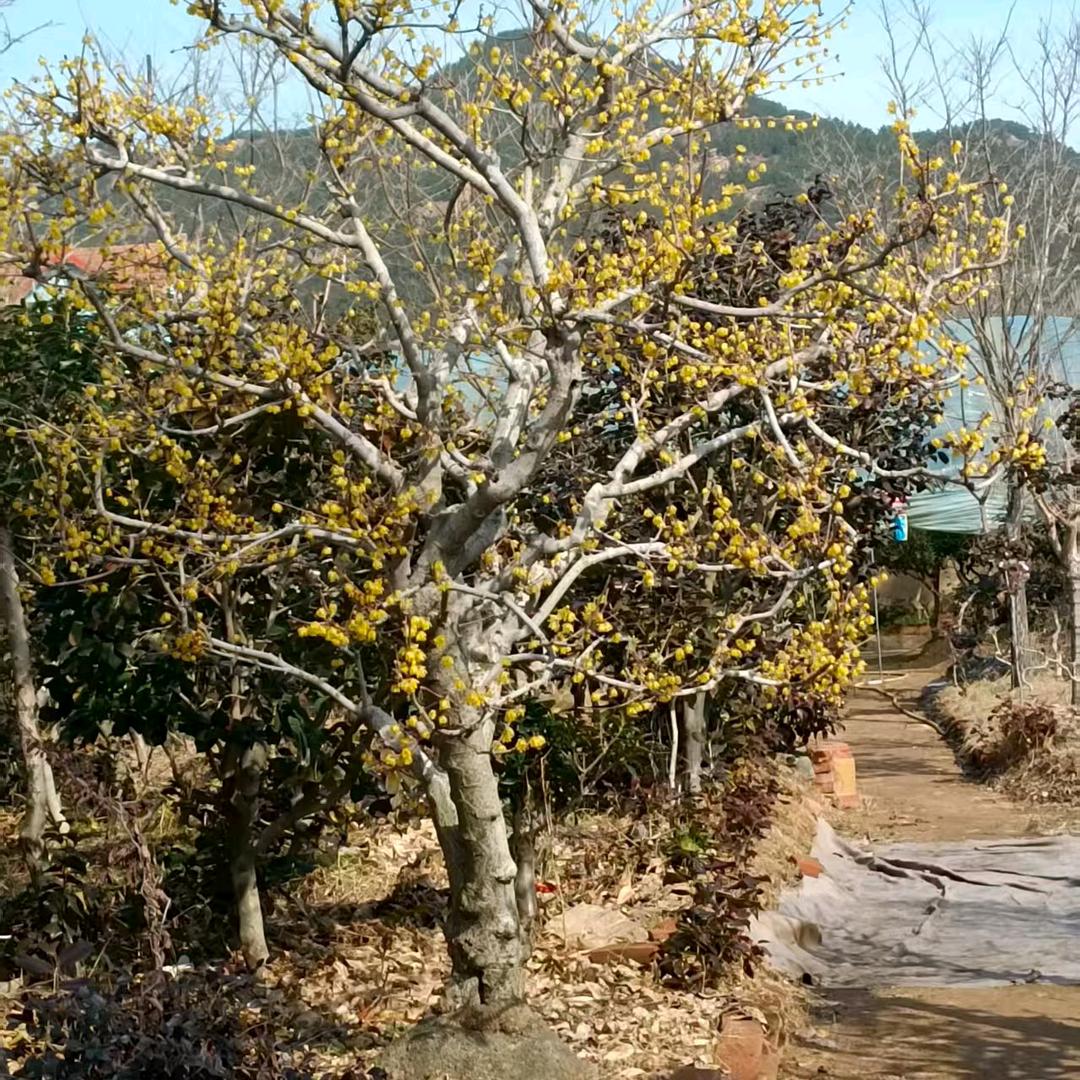 青岛奇哥花卉院子专拍号