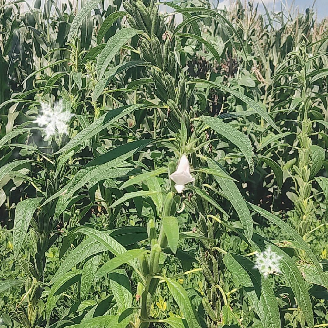 那些年的风景