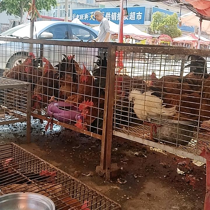 王姐杀鸡店