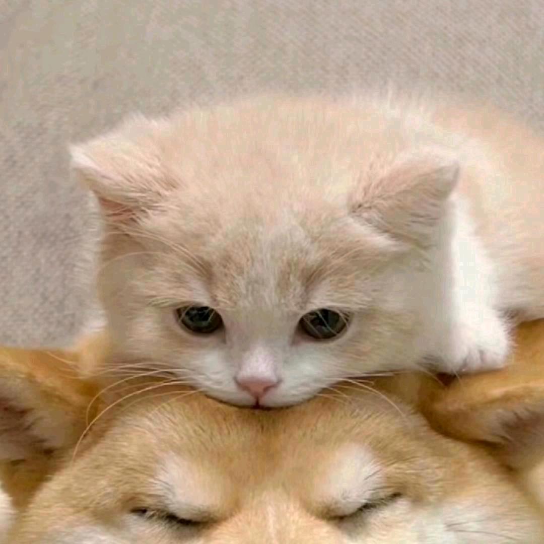 汐汐