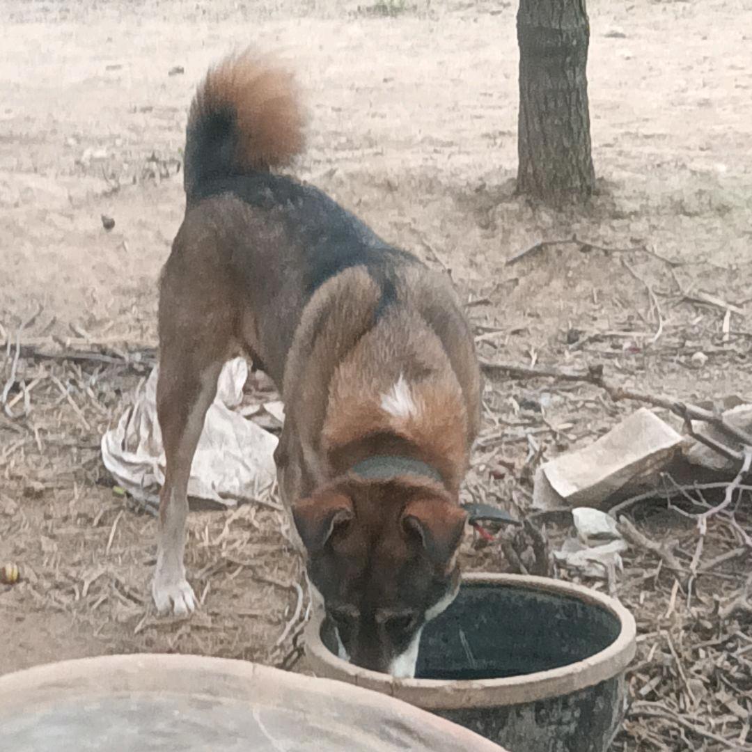 🐕飄落的蒲公英