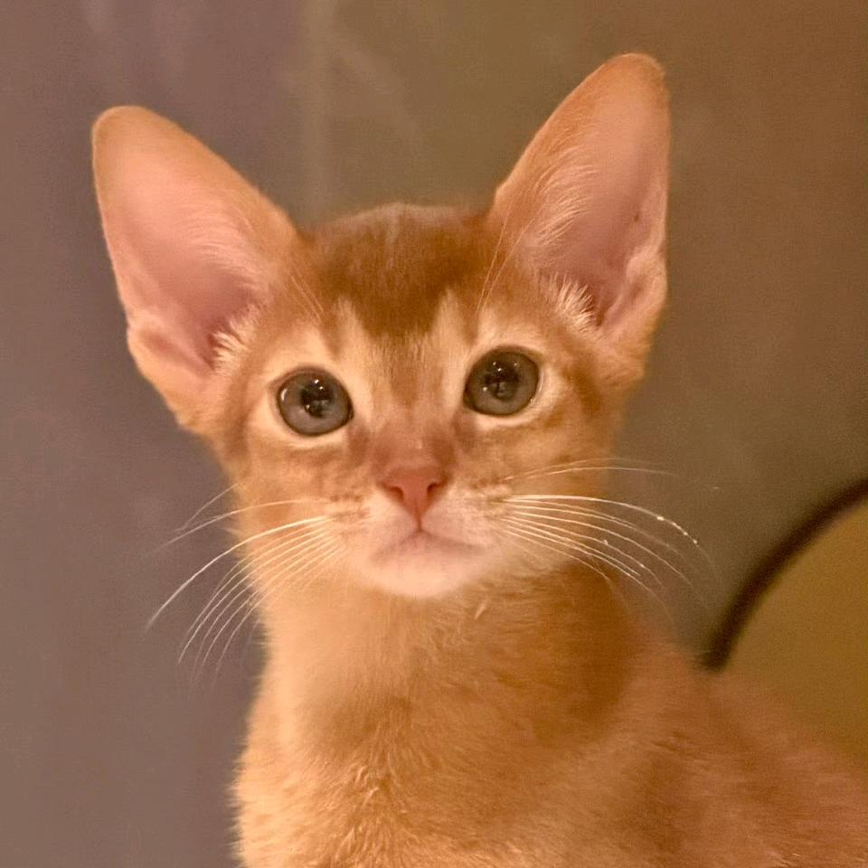 小遇学姐（主页咨询）