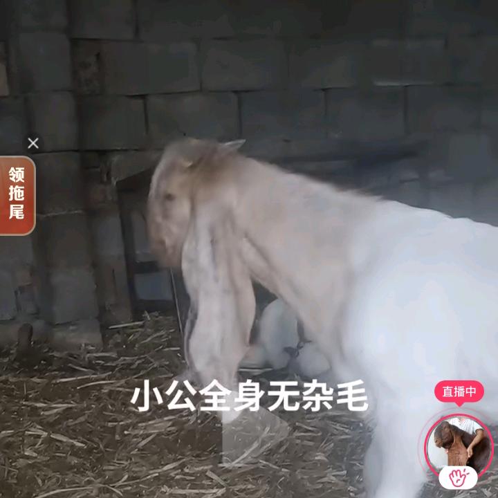 赵永胜