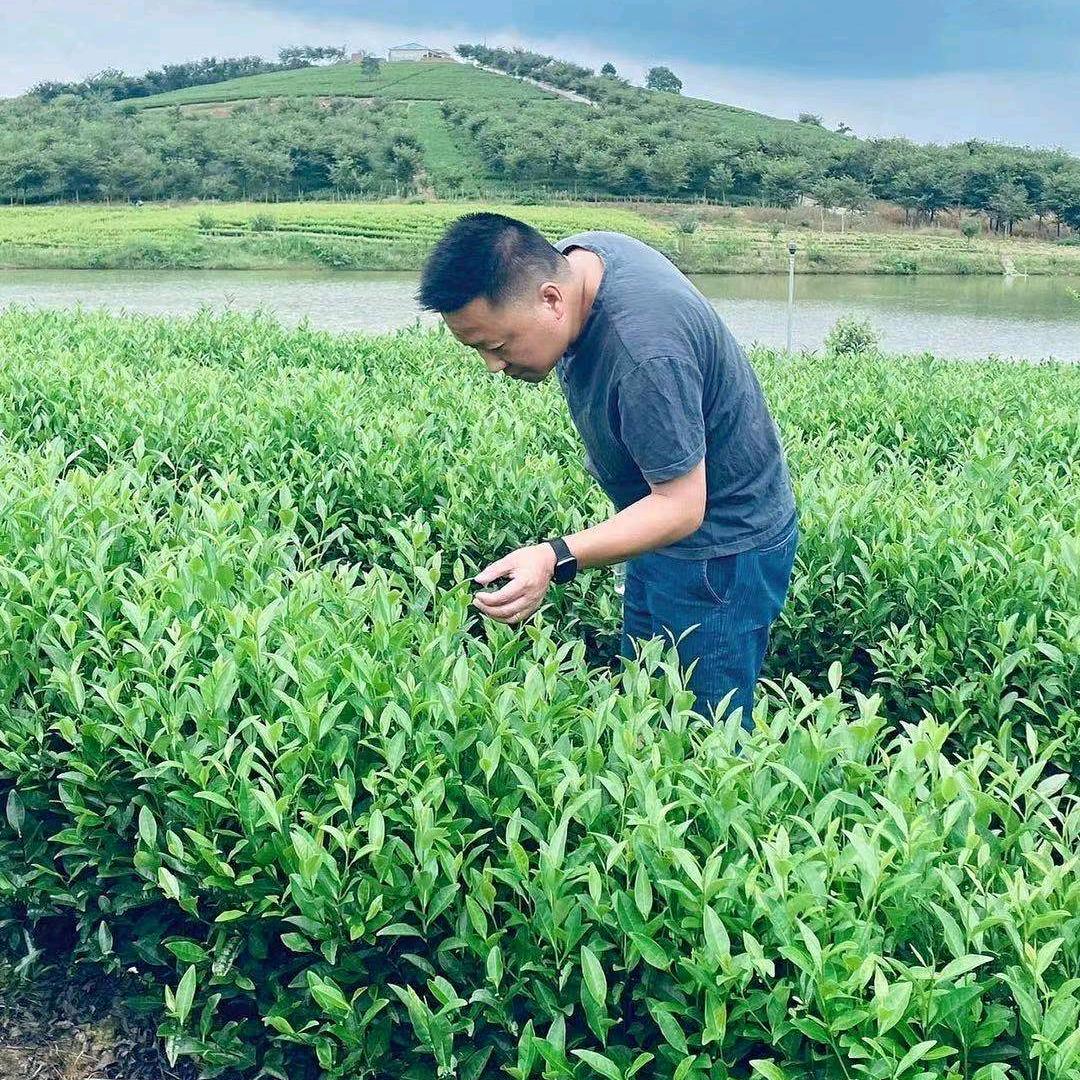 溧阳天目湖白茶老杨