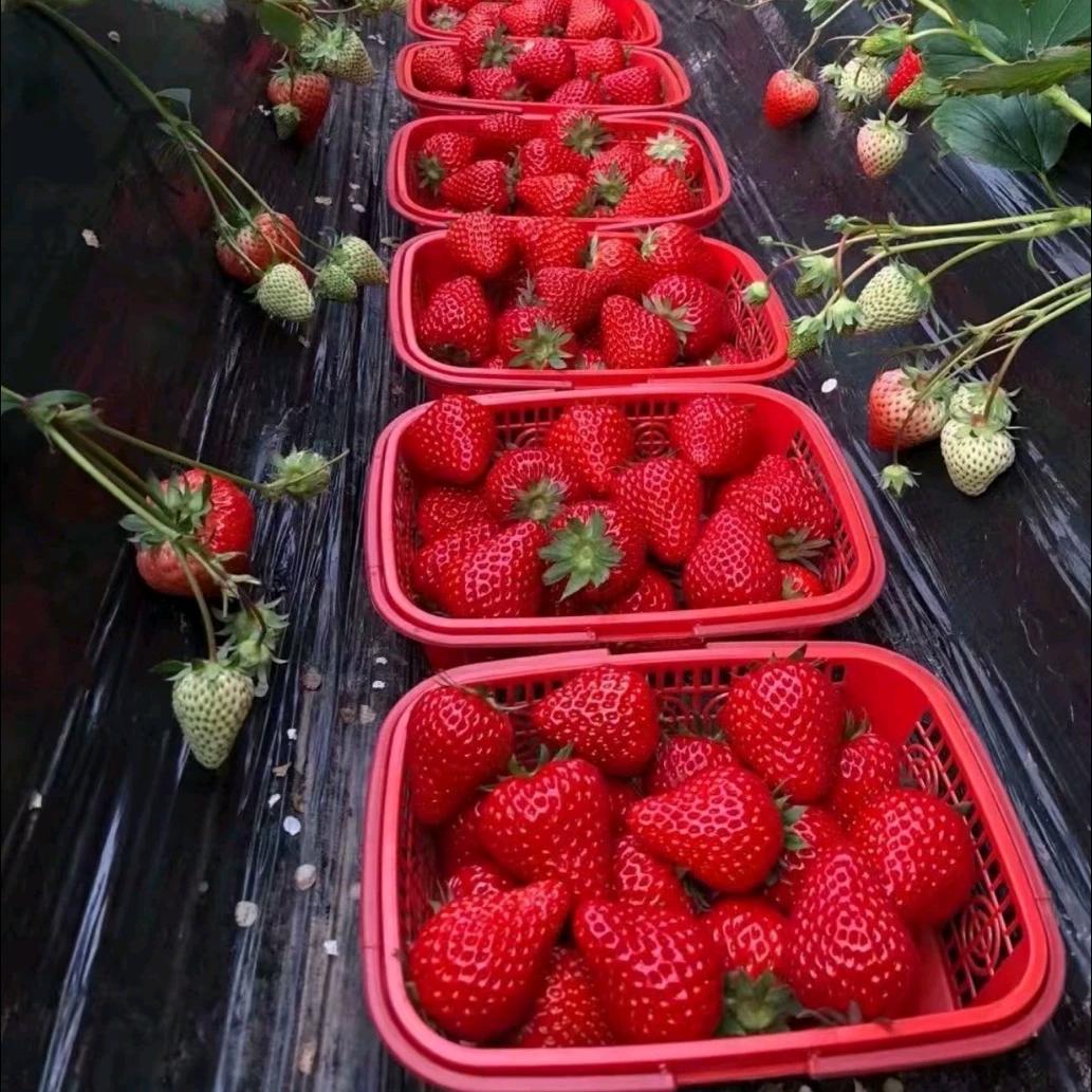 洛神赋草莓采摘园