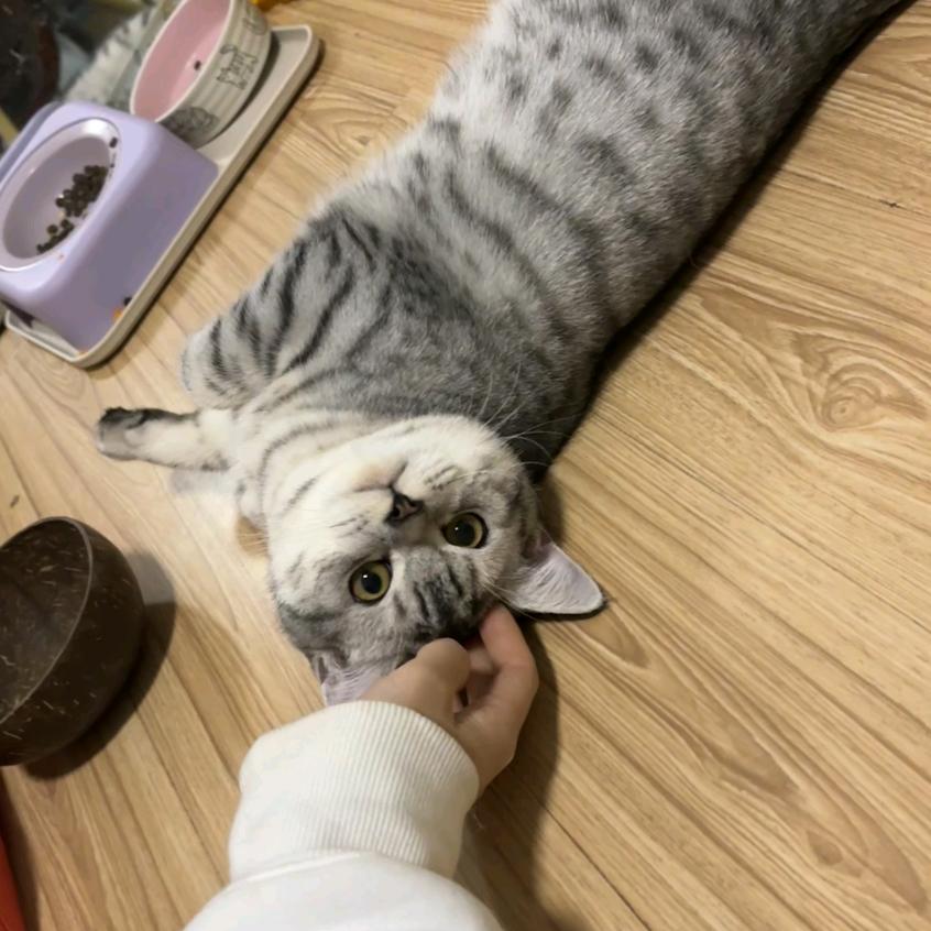 25号底片（小猫被电版）