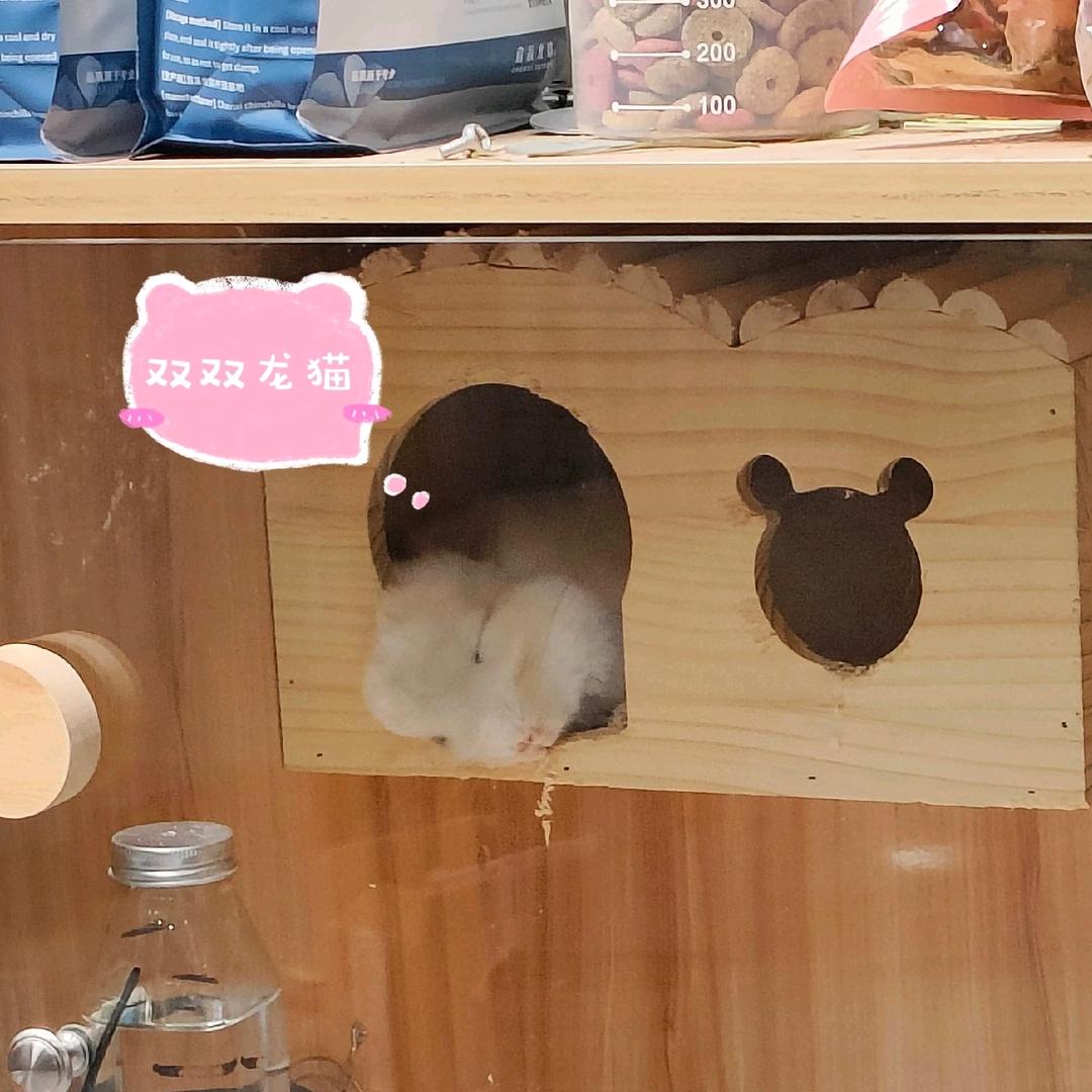 乖乖龙猫🍒