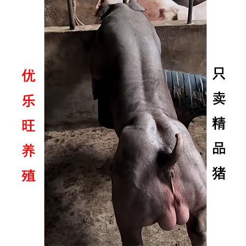 优乐旺养殖