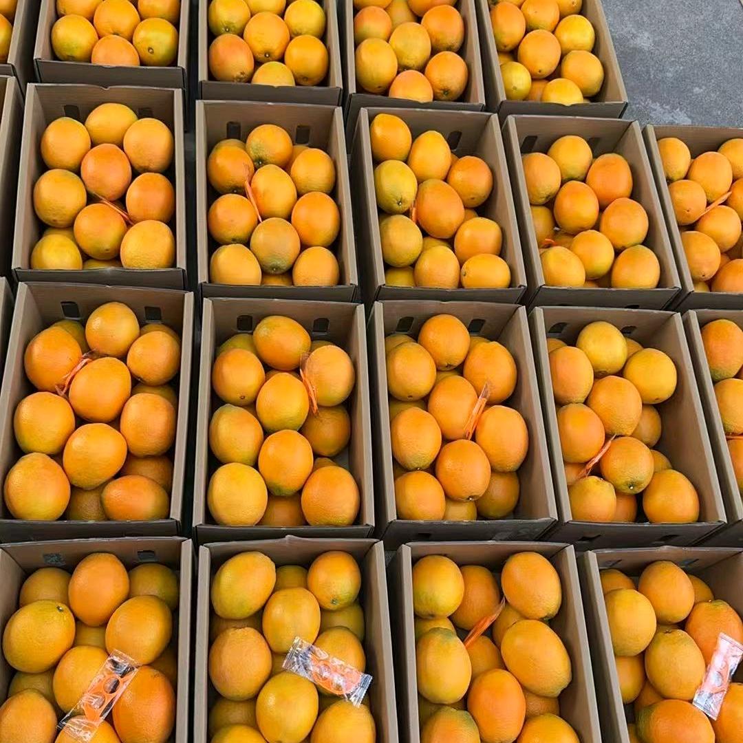 悟空赣南脐橙土特产